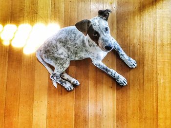 High angle view of dog relaxing on hardwood floor