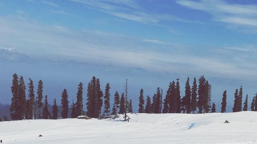 Trees on snow covered landscape