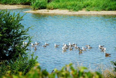 Ducks swimming in lake