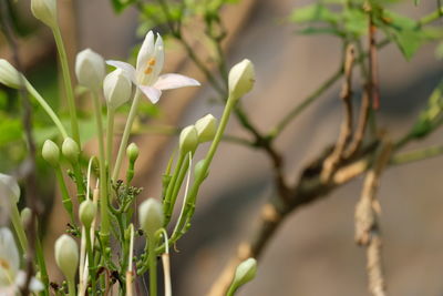 Close-up of white flowering plants