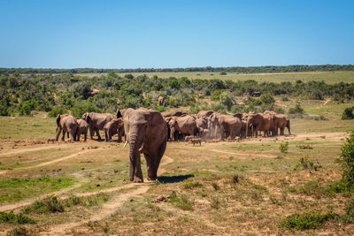 Elephant herd on landscape against clear sky