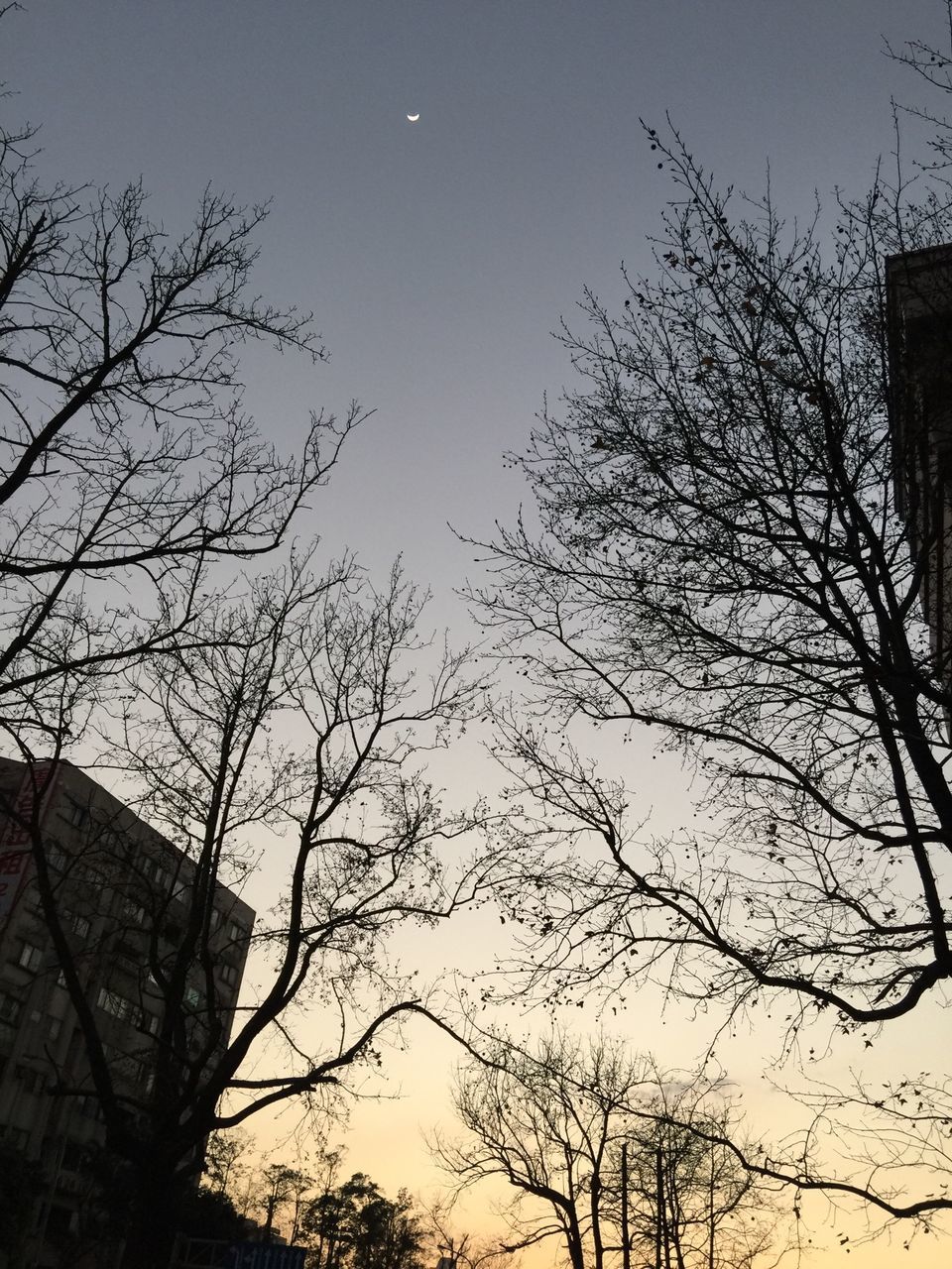 low angle view, bare tree, tree, branch, silhouette, clear sky, sky, nature, dusk, tranquility, high section, outdoors, beauty in nature, no people, growth, built structure, blue, sunset, scenics, architecture