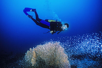 Diver watches a school of glass fish around a fan coral in madagascar.