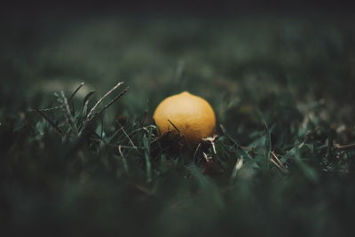 Close-up of mushroom growing outdoors