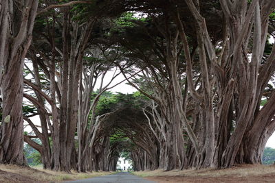 Road amidst trees