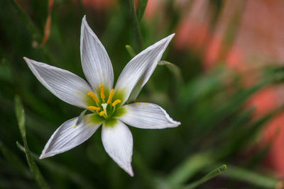 Close-up of white flowering plant