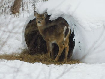 View of two dogs on snow covered land