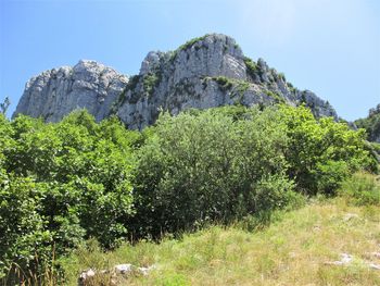 Plants growing on land against sky