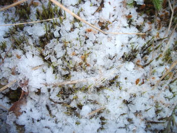 Close-up of snow covered plant on field