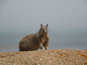 Close-up of squirrel on rock against sea