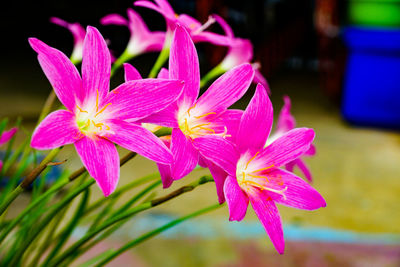 Close-up of pink day lily blooming outdoors
