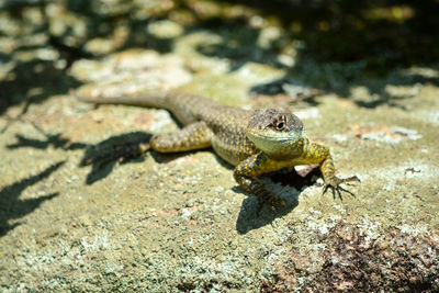 Close-up of lizard on rock