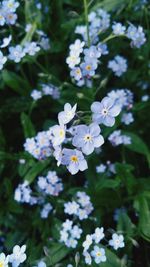 Close-up of white flowers