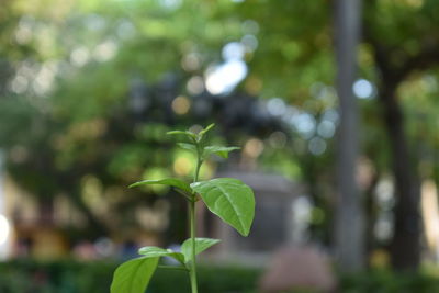 Close-up of plant growing outdoors