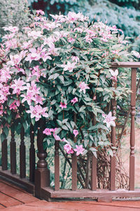 Close-up of pink flowering plants