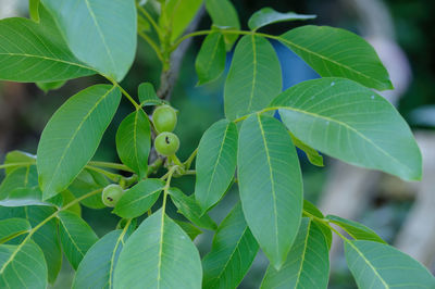 leaf