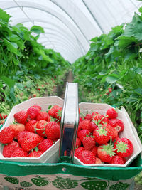 Close-up of strawberries in greenhouse