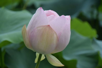 Close-up of pink water lily