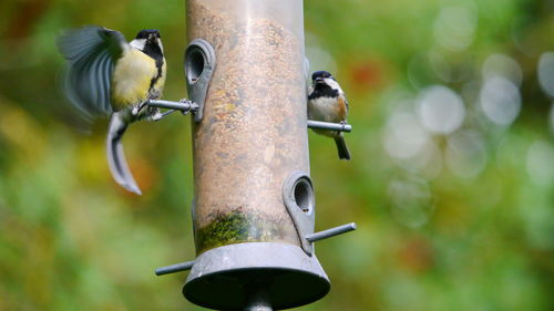 Close-up of bird perching on feeder