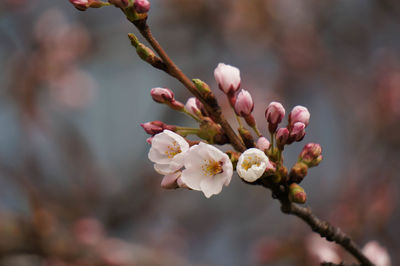 Close-up of cherry blossoms