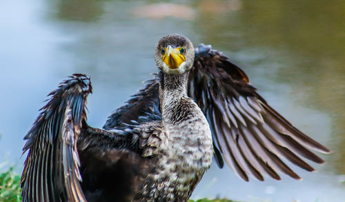 Close-up of bird on lakeshore