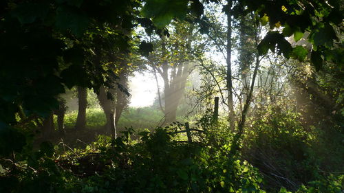 Sunlight streaming through trees in forest