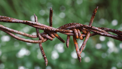 Close-up of rusty barbed wire on plant