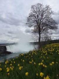 Scenic view of landscape against clear sky