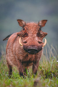 Portrait of an animal on field
