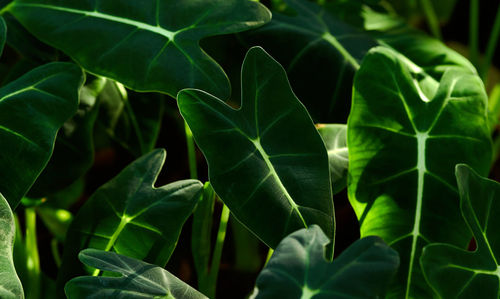green