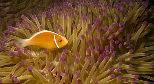 Close-up of clown fish swimming by corals in sea