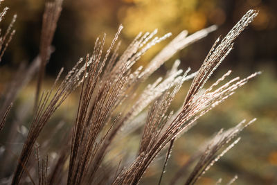 Decorative grass miscanthus plants. dried panicle grass texture background. soft beige dried meadow