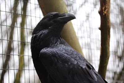 Bird perching on tree