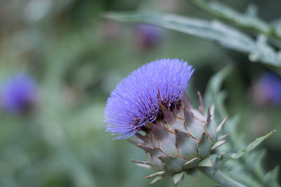 Artichoke blooming close up photography