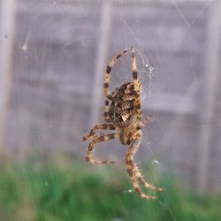 Close-up of spider on web