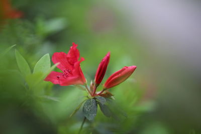 Close-up of red flowering plant