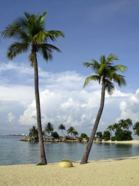 Palm trees on beach against sky