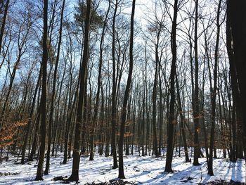 Trees in forest during winter