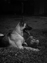 Dog relaxing on field at night
