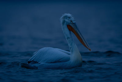 Close-up of pelican