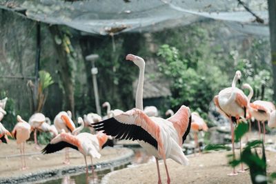 Flock of birds in water