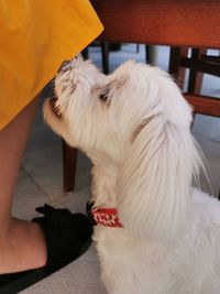 Low section of person with dog standing at home