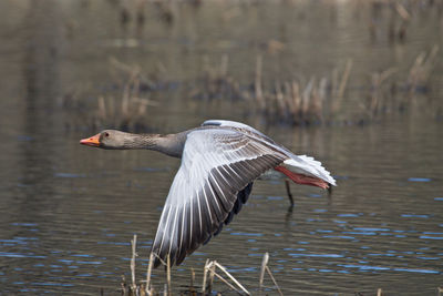 Close-up of a greyleg goose flying over lake