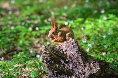 Squirrel on a tree