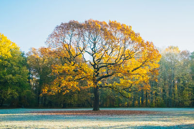 Autumn trees by plants against sky