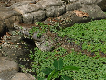 Rocks in pond
