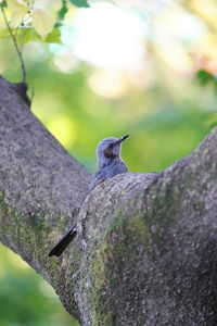 Close-up of small lizard on tree trunk