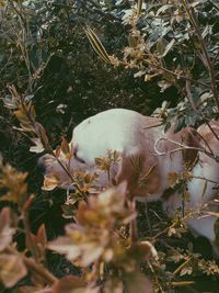 Close-up of cat on field