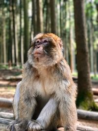 Close-up of monkey sitting on tree in forest