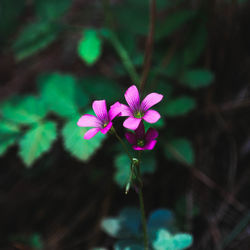 Close-up of pink flowers growing outdoors